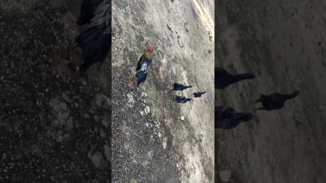 Salah satu cara menjinakkan ayam kampung 