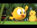 The garden  wheres chicky funny chicky  cartoon collection in english for kids  new episodes