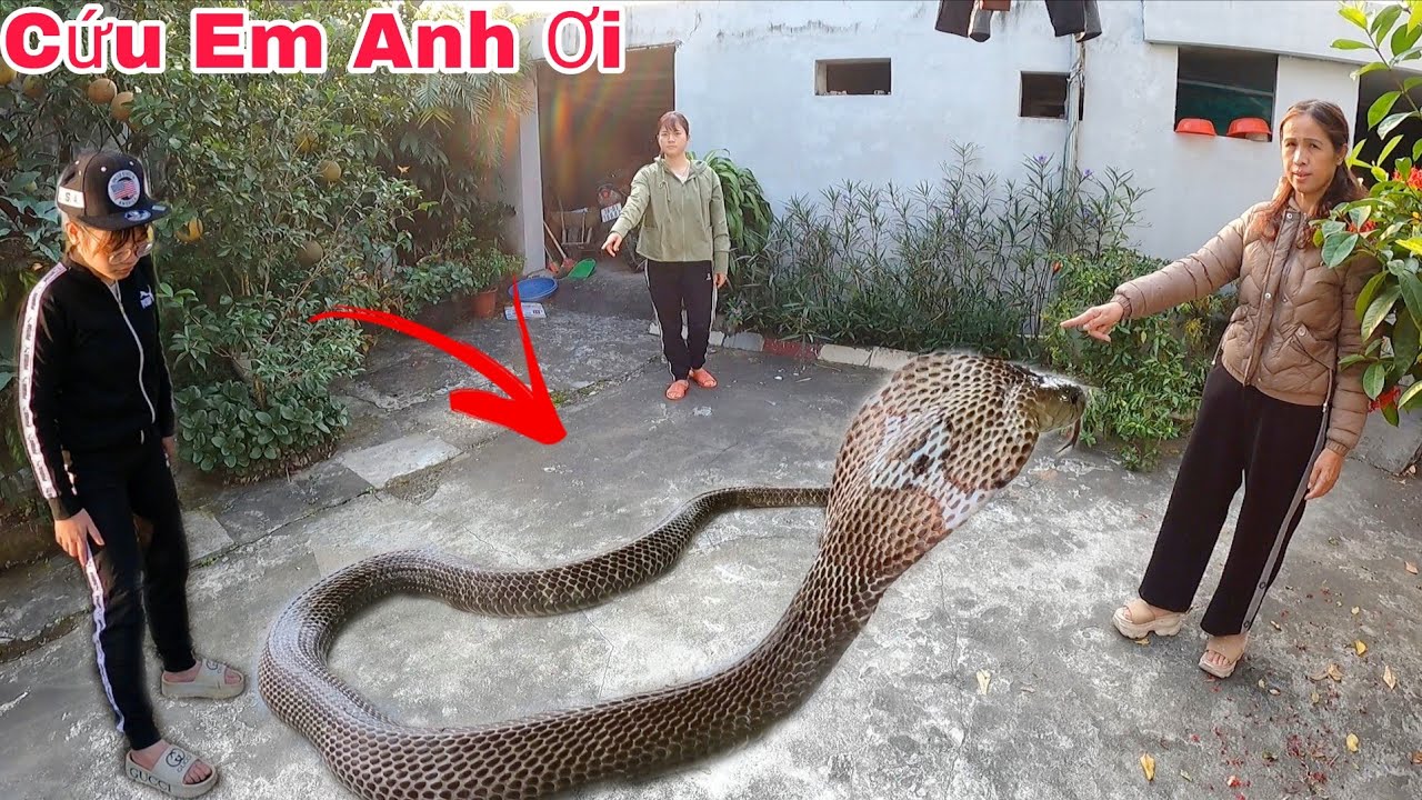 Экстренный вызов от 60-летней женщины, которая обнаружила трёх кобр, заползающих в её дом, чтобы ...