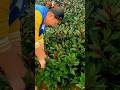 cool way to pick the leaves of the gods #shorts