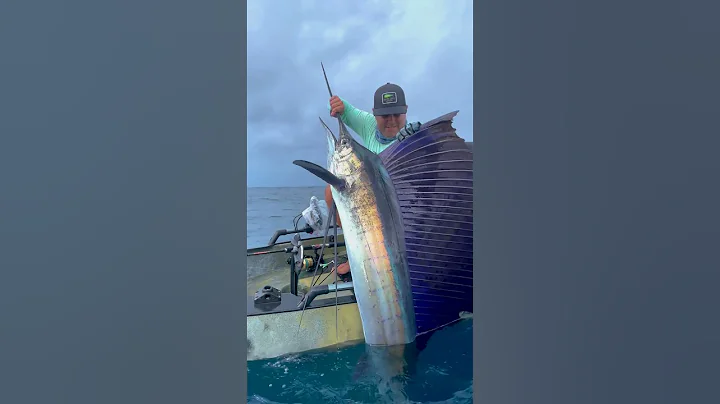Catching XXL Sailfish from a Kayak!