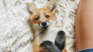 Foxie Fox Belly Rubs