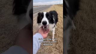 Adopté a Este Perro Abandonado