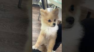 скоро будет много видосиков с ним #шпиц #барни #медвежонок #shorts