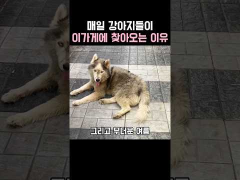 매일 강아지들이 이가게에 찾아오는 이유 thumbnail