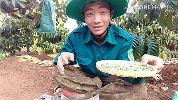 Món Ăn Đặc Sản Tây Nguyên - Nhộng muồng