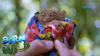 Born to be Wild: Tarsier, the world’s 