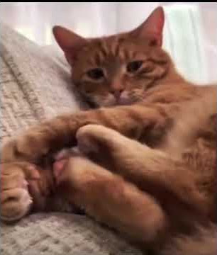 Cat fighting with him self 😂😂😂