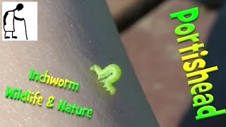 Inchworm Portishead