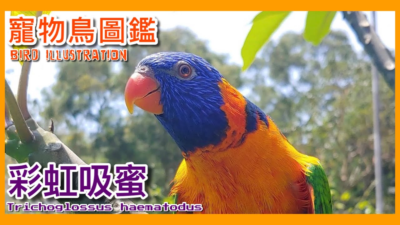 如何拉近鸚鵡跟人的感情？快來聽聽吸蜜鸚鵡的講解吧！Rainbow Lorikeet  illustrated book【鸚鵡小木屋】【寵物鳥圖鑑EP16】