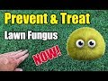 Kill Lawn Fungus and Disease Treatment