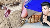 شاهد سرعة تأثير سم أفعى الجرس على الفأر Snake Eats Mouse الافعى المجلجله وخطورتها Youtube