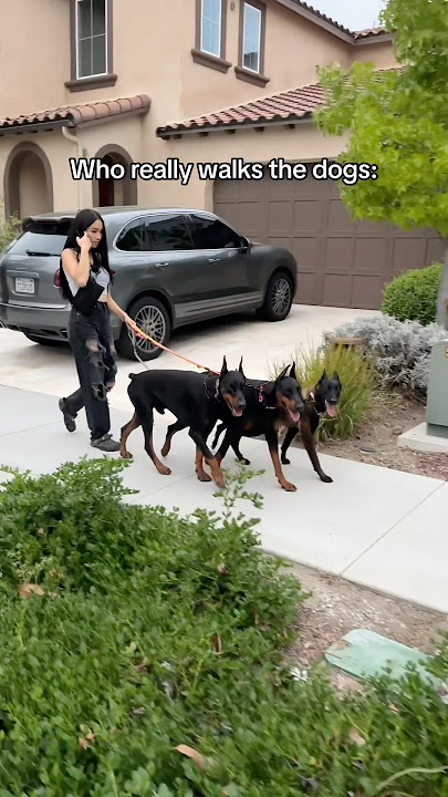 The dogs barely listen to the spare human😂 #doberman #dogs #belgianmalinios