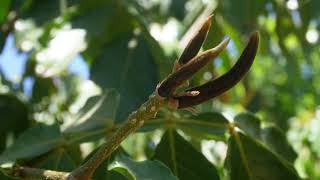 Inga / Ice Cream Bean Tree in Desert 3-Year Update