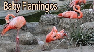 Baby Flamingo by All About Animals 61,006 views 8 years ago 2 minutes