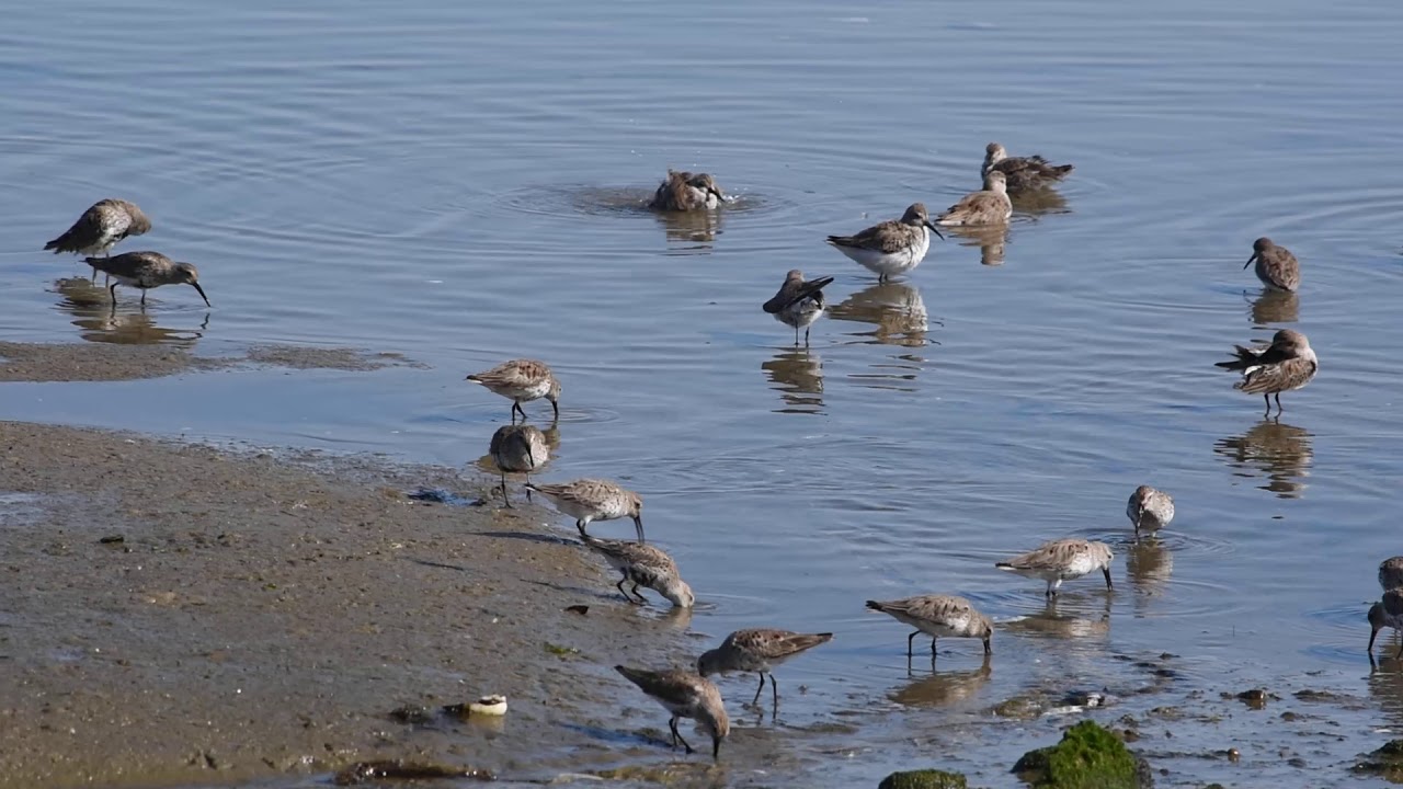Dunlins