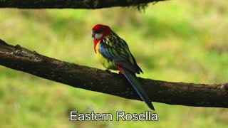 Eastern Rosella - A Clorful Vistor In Cornwall Park ( Video Filmed By Yang Edwin )