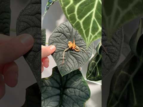АЛОКАЗИЯ МЕЛО - КЛУБНИ КАК ОРЕХИ 🌰 #алоказия #plants #цветы #растения #мело #клубни
