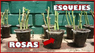 COMO OBTENER PLANTAS DE ROSAS A TRAVES DE ESQUEJES O PORCIONES DE TALLOS