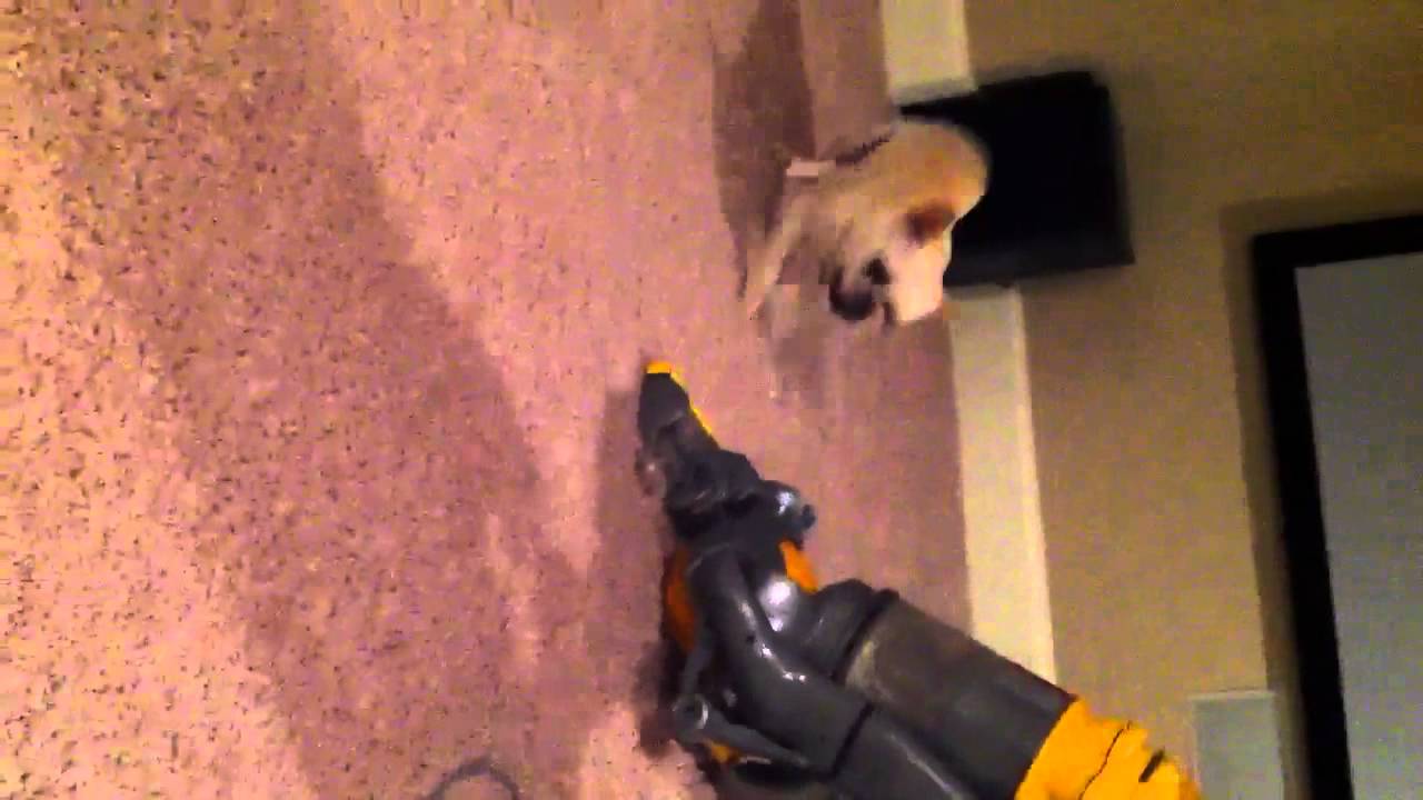 Dog VS Vacuum YouTube