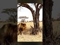 The moment under the tree… no one expected what the monkey did next 🐒🦁木の下で起きた、誰も予想しなかった“猿の行動”🐒🦁