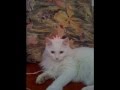 Мой белый кот  Турецкая Ангора!