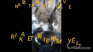 Ir_Kates_Reikia_Mylėti. And Cats Need To Love