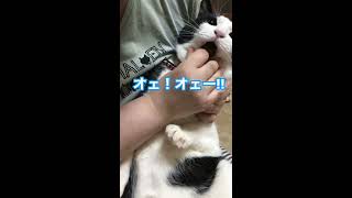 猫と暮らしてる方に知ってもらいたい❗️猫の歯周病の話［前半（投薬治療）中盤（商品レビュー）後半（歯周病の話）］2020・03・05