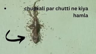 Chupi Kali Par Chutiyo Ne Kiya Hamla