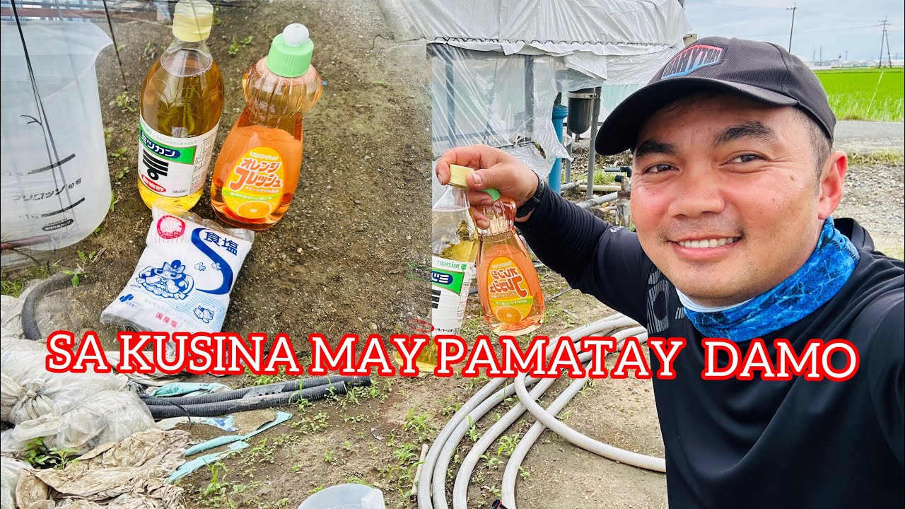 SUKA JOY ASIN PAMATAY DAMO