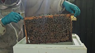 Nuc Building, Queen With a Poor Aim, and Bruising Honey - Long Form Video 11/5/25