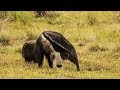 Giant Anteater at Barranco Alto - South Pantanal, Brazil