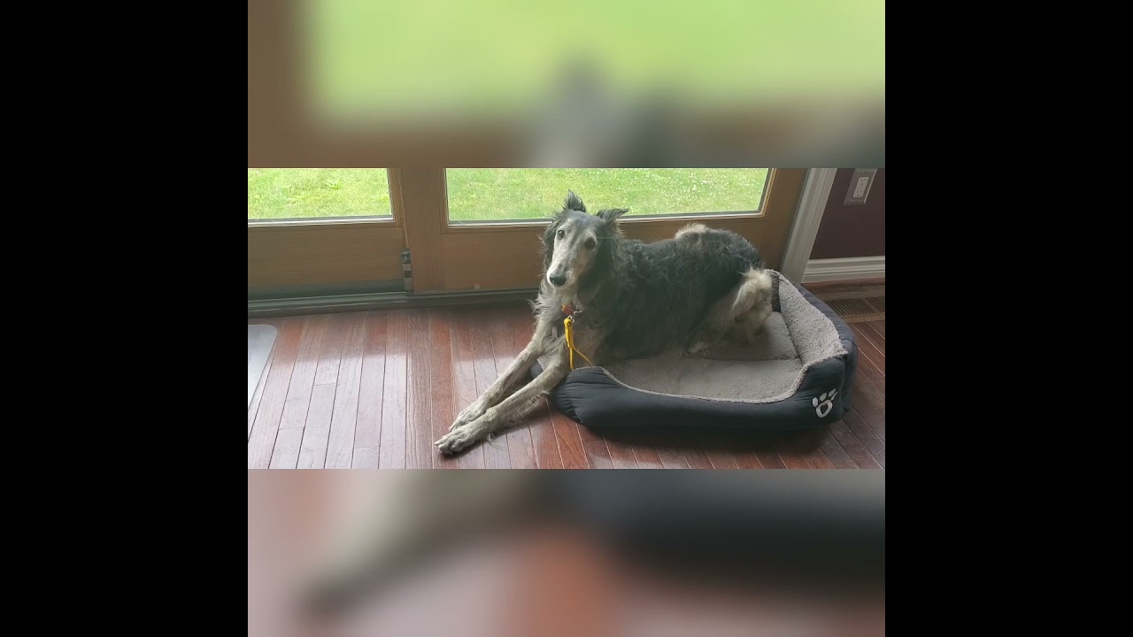 silken windhound sage howling