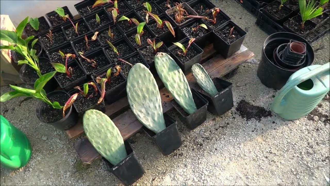 Kaktusiarnia. Gotowe zadaszenie, jak ukorzeniam opuncje. Cz4