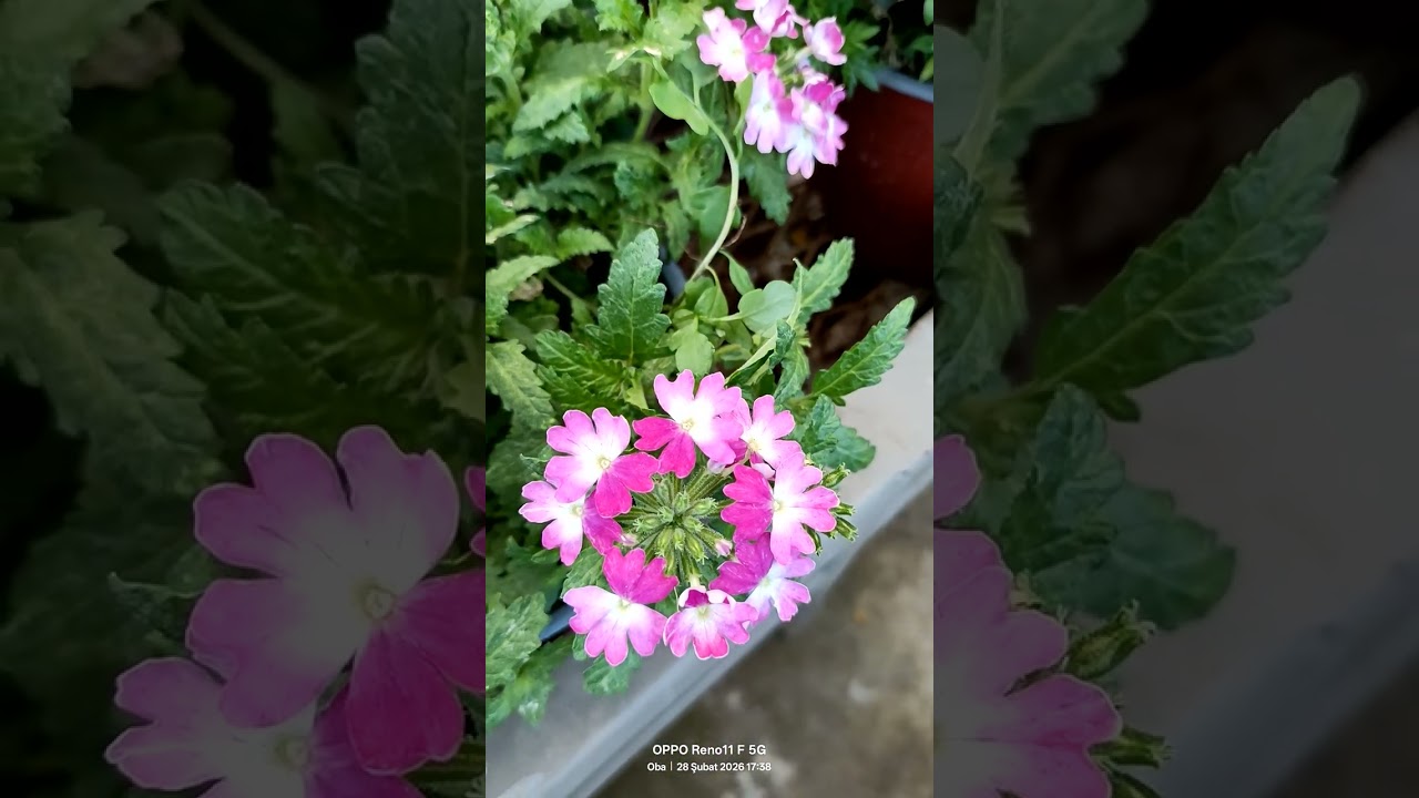 Bahar geldi muhteşem sardunyalar 