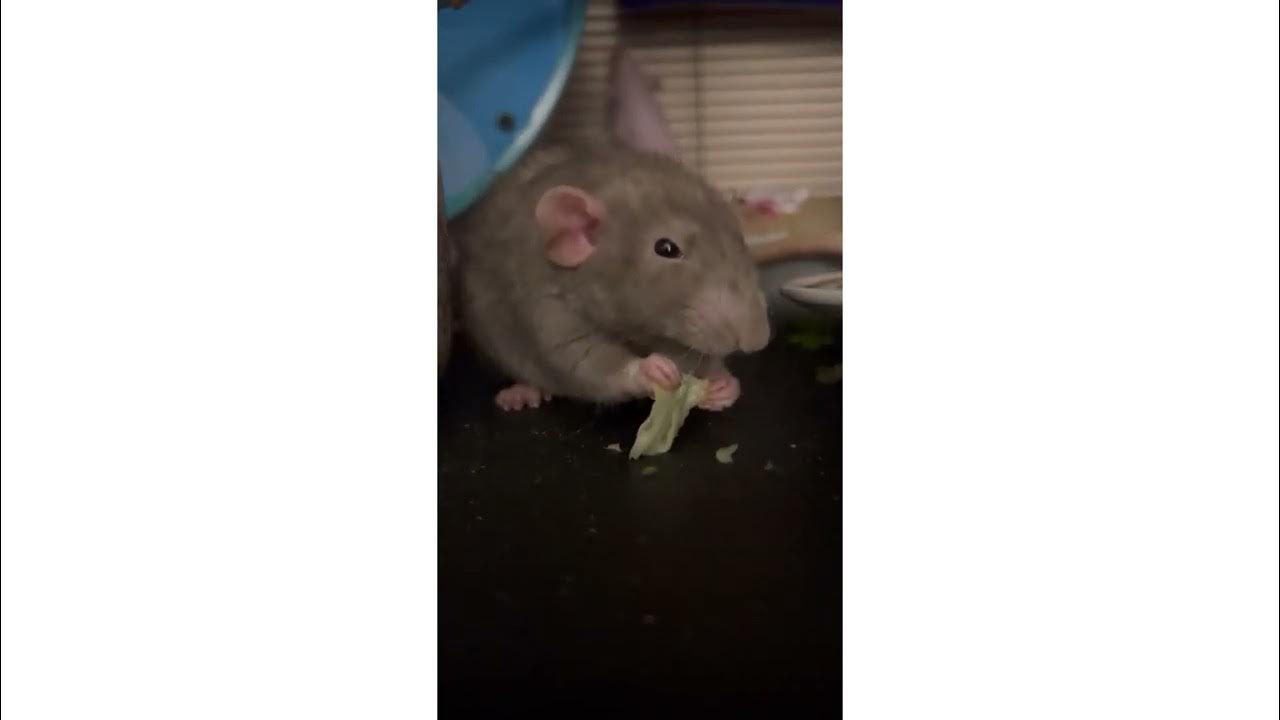 Pet rat enjoying lettuce YouTube