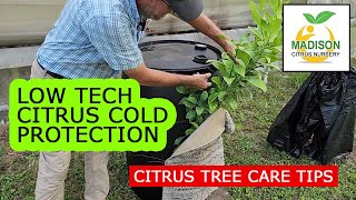 Cold Protection For Your Citrus Trees - Keep your citrus trees alive through cold snaps
