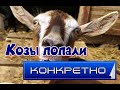 Совершенствуем самую лучшую кормушку для коз.