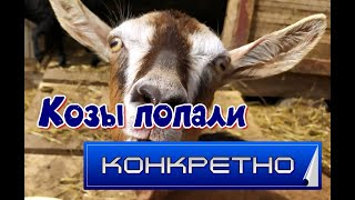 Совершенствуем самую лучшую кормушку для коз.