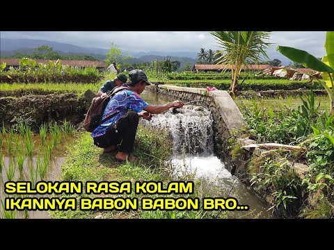 Mancing di Selokan Rasa Kolam Ikannya Besar besar #LM06