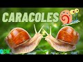 🔴 LA IMPORTANCIA del CARACOL 🐌 para el ECOSISTEMA.