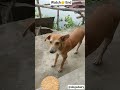 Mummyee Bhook Lagiee Mujhe khanaa Do। ❤️Desi Street Dogs Love#dog #shorts#cute#funny#love#streetdog