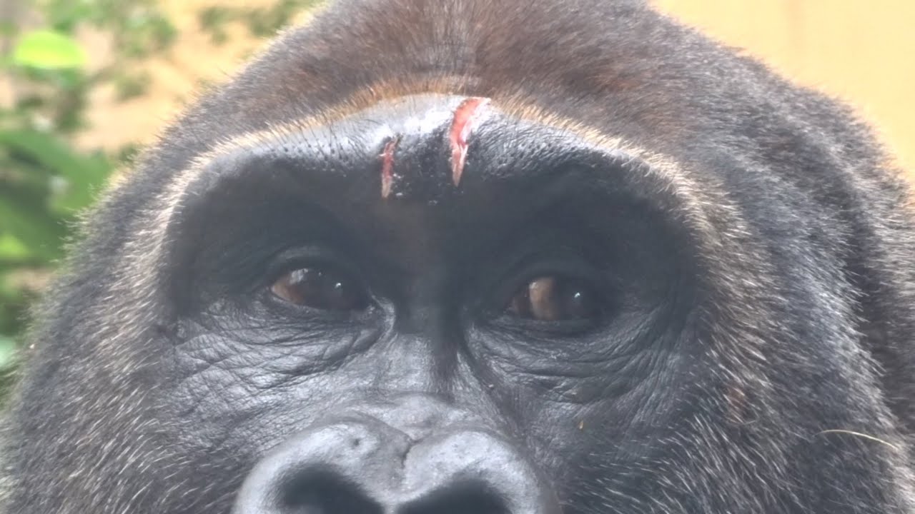 Gorilla⭐️ What happened? Gentaro had a painful-looking injury on