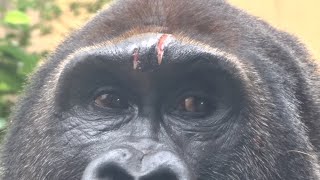 Gorilla⭐️ What happened? Gentaro had a painful-looking injury on