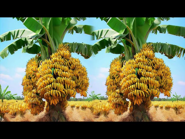 Organic vs Non-Organic Banana Timelaps 