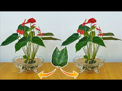Simple method of growing anthurium from leaves, cleaning the air of the room