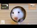 コロールの木のおうちとグラステラリウム9045を買ったよ。【ゴールデンハムスター】/New hamster cage & new wooden house.