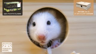 コロールの木のおうちとグラステラリウム9045を買ったよ。【ゴールデンハムスター】/New hamster cage & new wooden house.