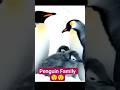 Secret Life of Penguin 😲😲#shortvideo #nature#penguin
