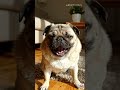動物たちの爆笑あくび集 😴😂 2